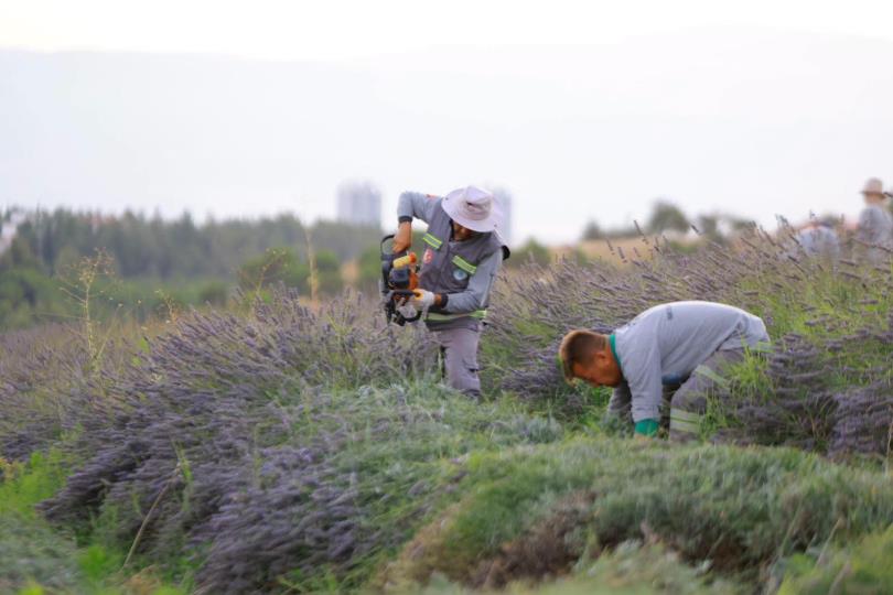 Merkezefendi’nin Mor Güzelliğinde Hasatlar Tamamlandı